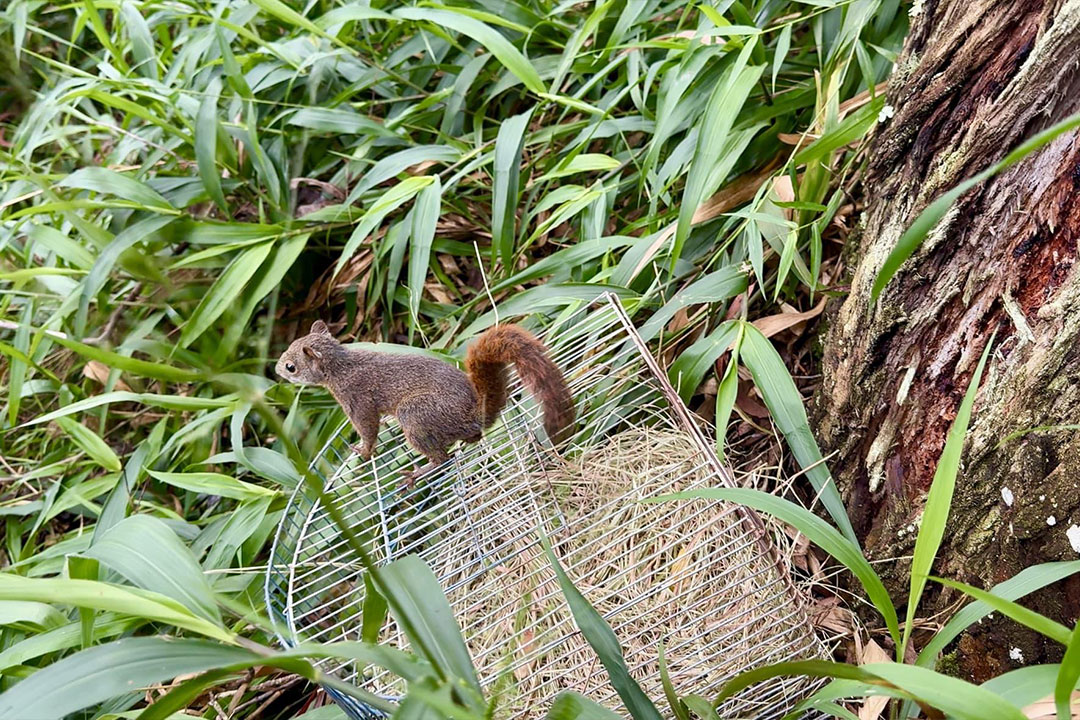 Animales silvestres en riesgo: Medellín abre observatorio para su protección