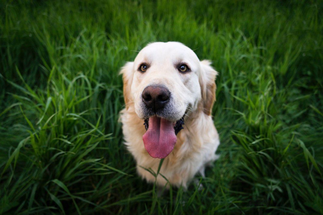 ¡Conócelas! 5 razas de perros que son menos agresivas