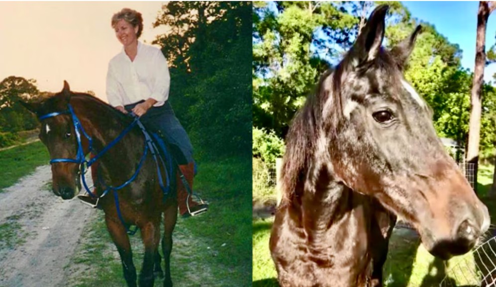 Murió Mokie, el caballo más viejo del mundo, antes de recibir su récord Guinness