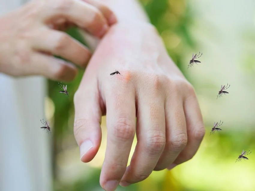 Con estas cinco plantas, recomendadas por expertos y respaldadas por la ciencia, su hogar no solo lucirá más verde y vibrante, sino que también se convertirá en un refugio libre de mosquitos.
