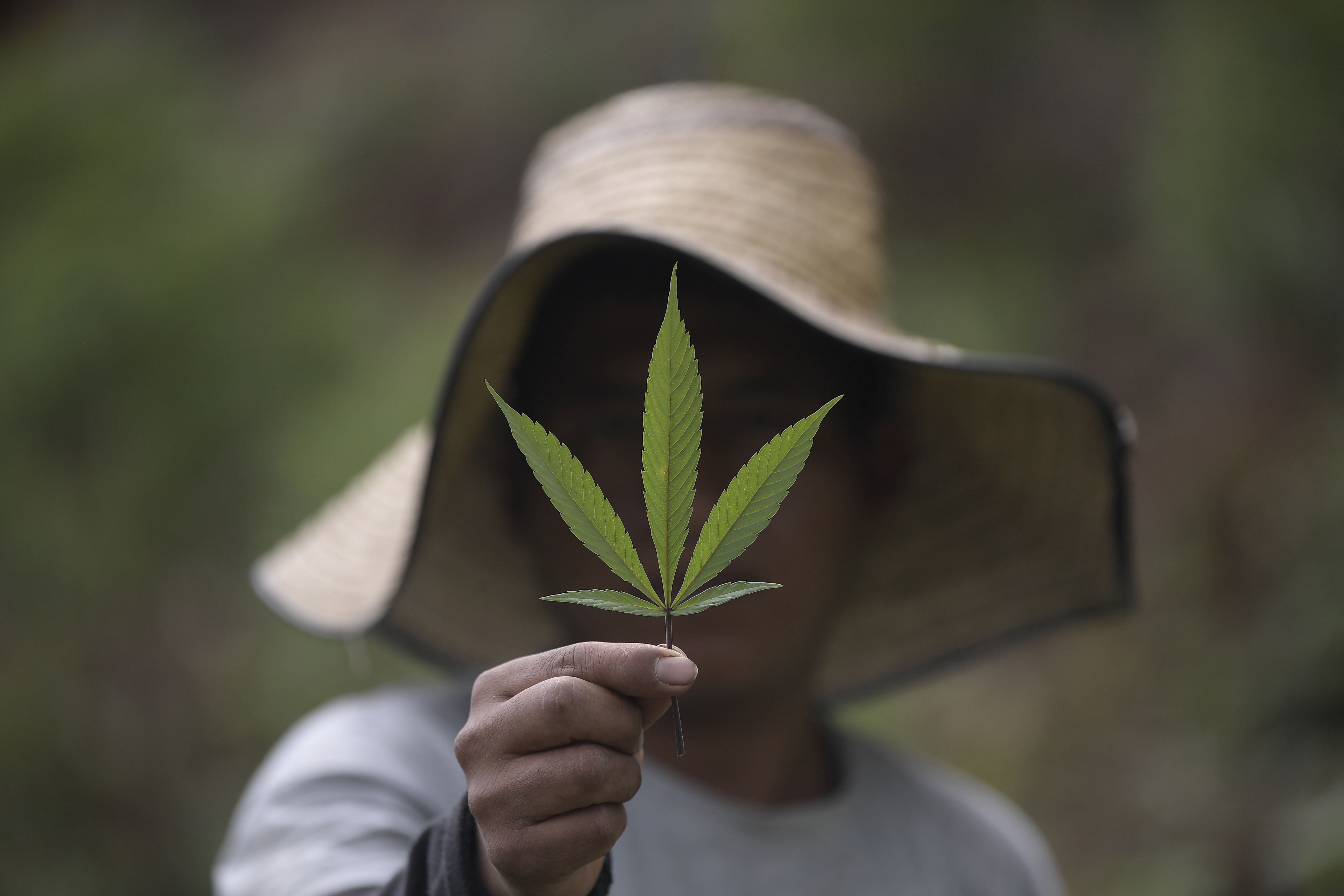 Así es la marihuana que se cultiva en zona rural de Jambaló, cerca a la vereda Loma Pueblito.