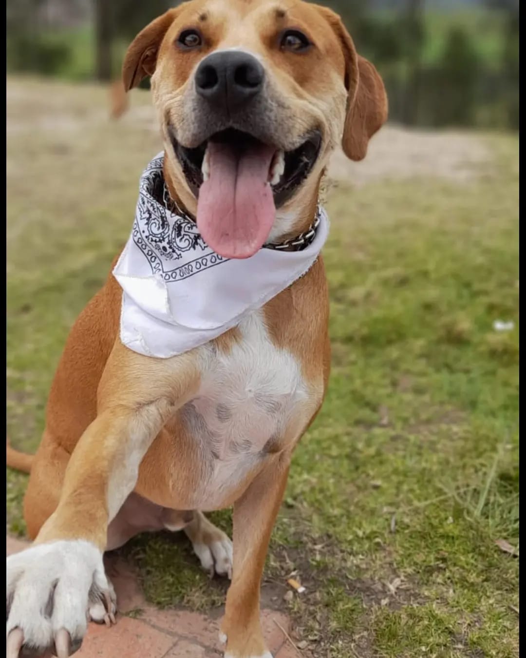 Skar es un perro criollo de aproximadamente tres años de edad.