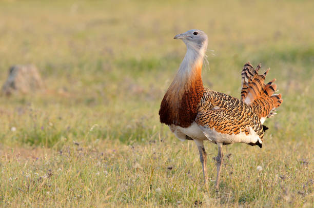 Más de 500 especies de aves del mundo podrían desaparecer en los próximos 100 años
