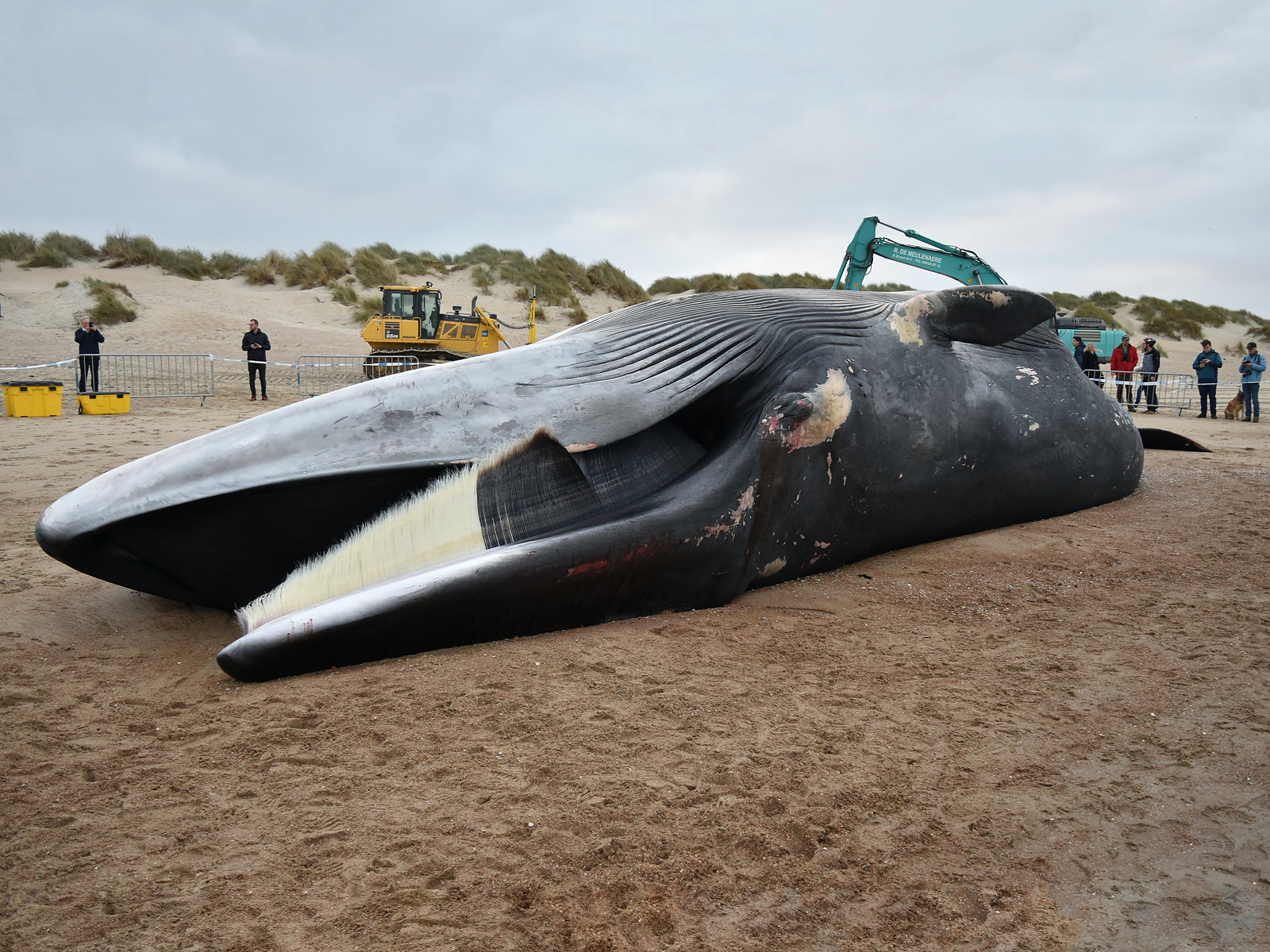 Imagen de una "Balaenoptera physalus" varada en una playa.