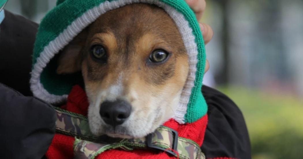 Todo lo que debe saber para denunciar casos de maltrato animal en Bogotá