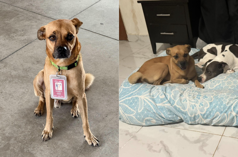 Canelo, el perrito supervisor de una estación de buses
