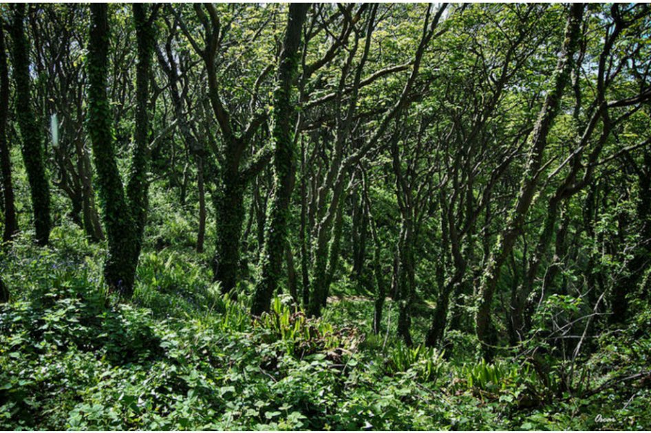 Las plantas no nos salvarán del cambio climático