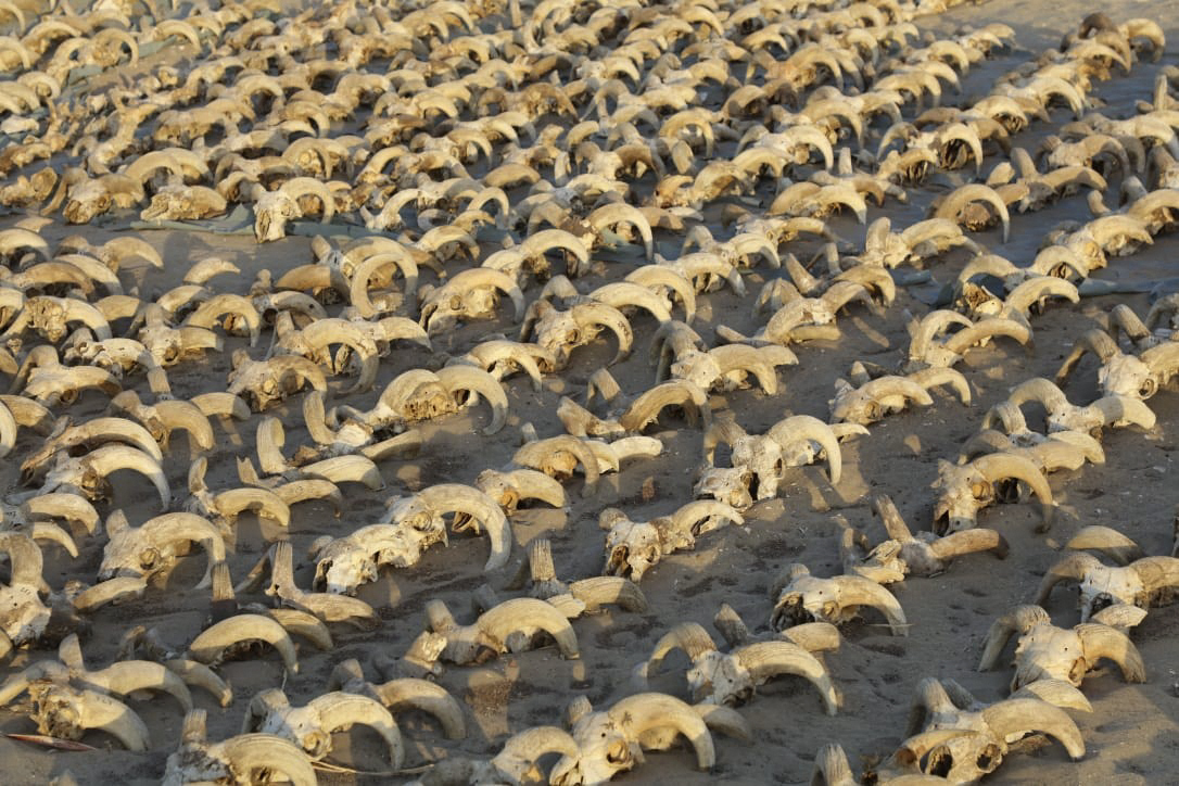 Encuentran más de 2.000 cabezas de carnero momificadas en Egipto