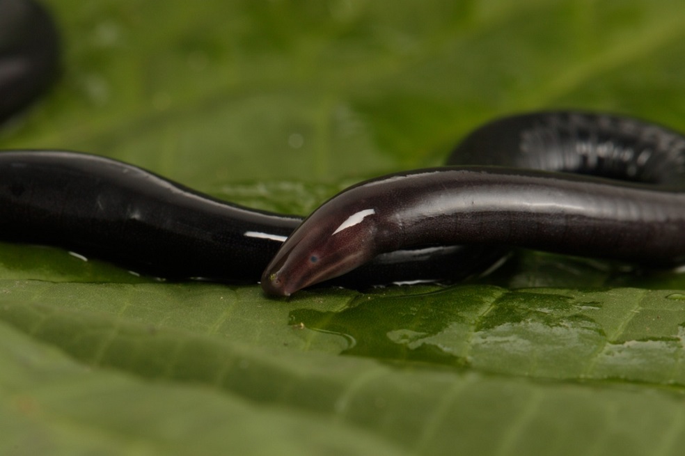 (Caecilia pulchraserrana) Cecilia de la Serranía encontrada en La Belleza, Serranía de los Yariguíes en Santander. Resulta interesante que desde la mitad del siglo XX no se realizaba la descripción de un integrante de este grupo en Colombia, ascendiendo actualmente la lista a 33 especies descritas, muchas otras aún por descubrir.Foto: Felipe Villegas/Instituto Humboldt.