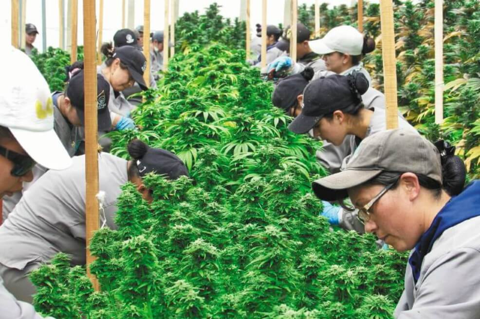 Empresas de cannabis Northern Swan y Clever Leaves anuncian fusión