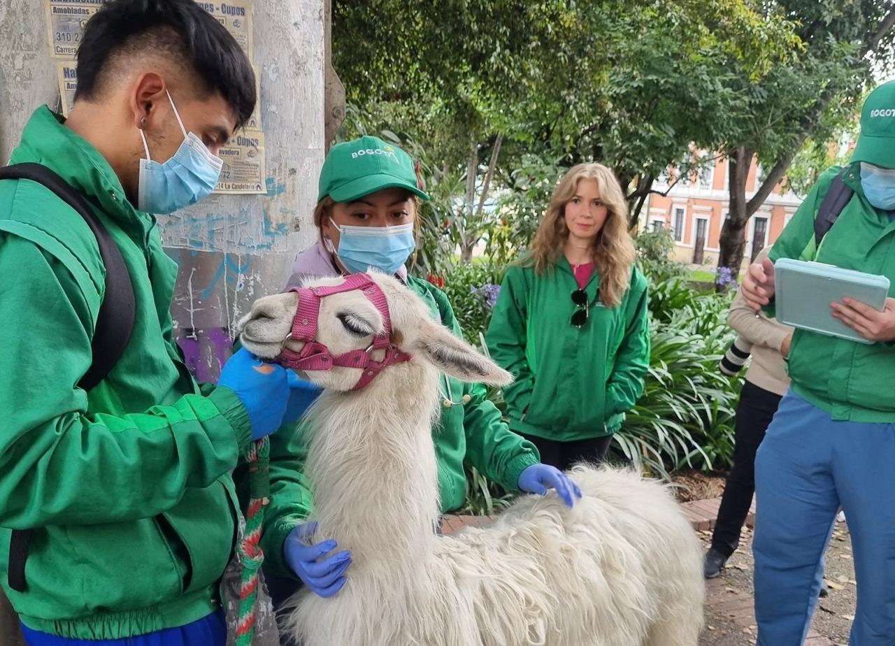 (Video) El futuro de las llamas utilizadas para turismo en Bogotá