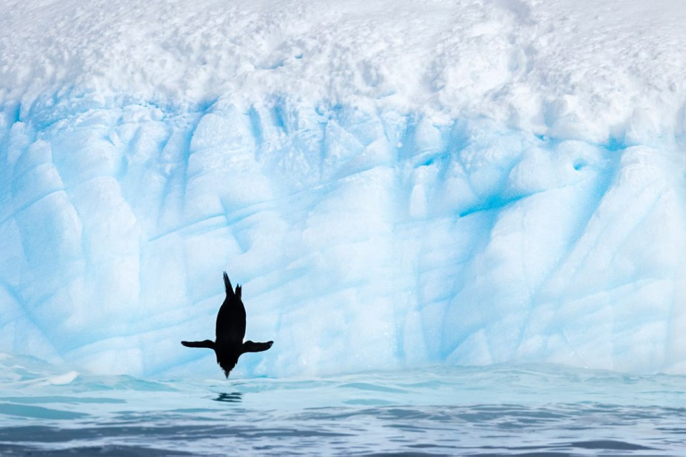 Galería: las increíbles ganadoras de un concurso de fotografías de aves