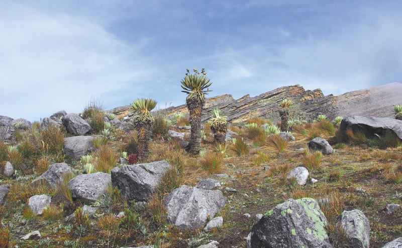 Además de los frailejones, las llamas destruyeron varias zonas de vegetación. 