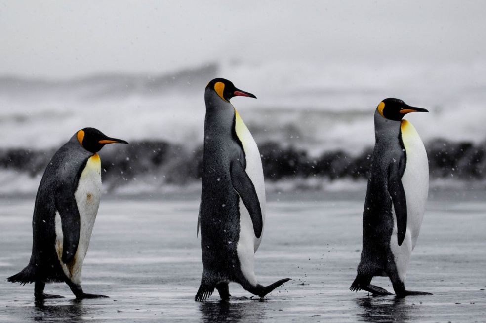 Mathilde Chevallay capturó a estos tres pingüinos emperador caminando en fila india en las islas subantárticas Kerguelen. Por esta imagen obtuvo una mención honorífica.