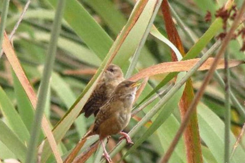 Bogotá, la ciudad capital del mundo con mayor número de especies de aves