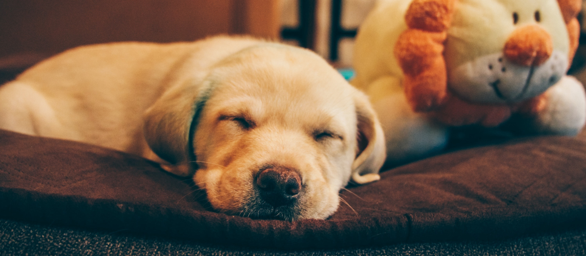 Razas de perros: esta es la que más duerme