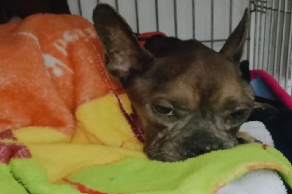 (VIDEO) Murió perrita que fue lanzada a un camión de basura en Medellín
