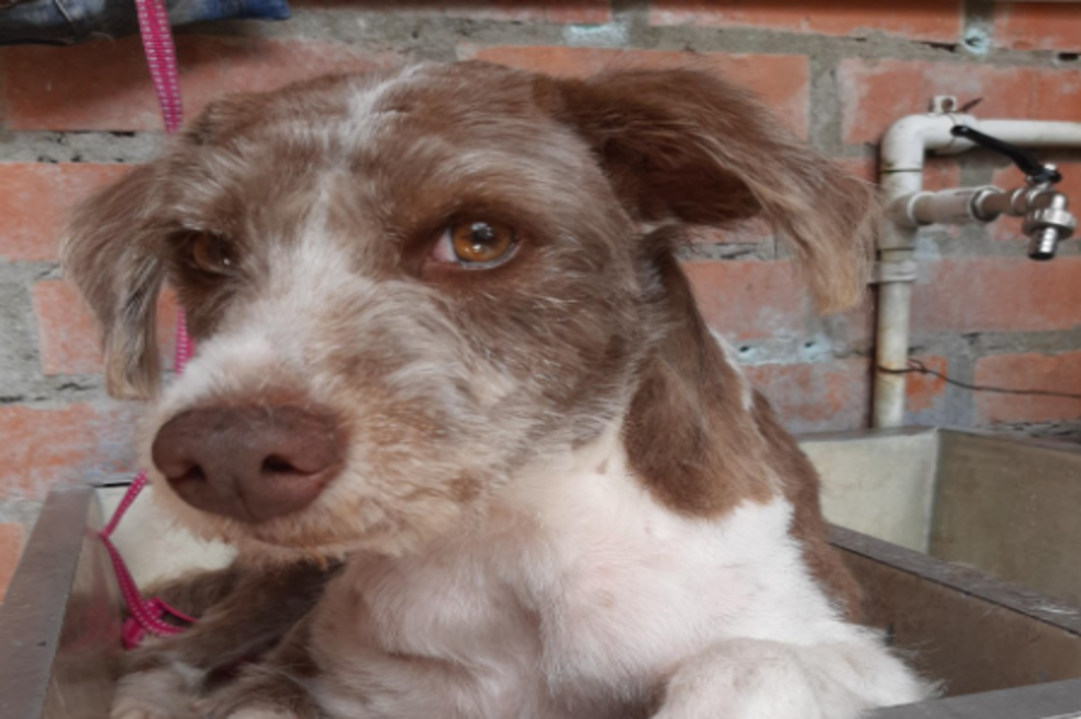 Pataclau: adopte y ayude a animales abandonados, maltratados y rescatados en Cali