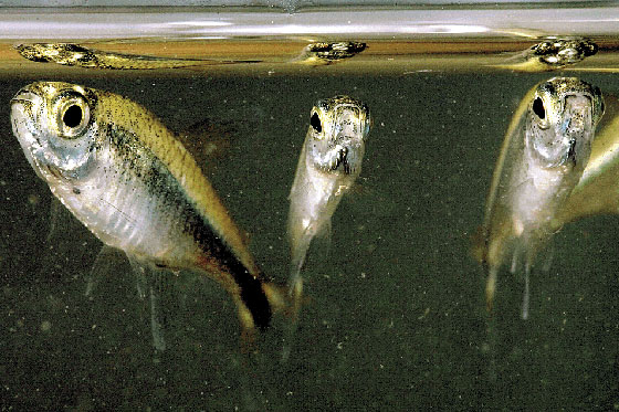 Bichos colombianos