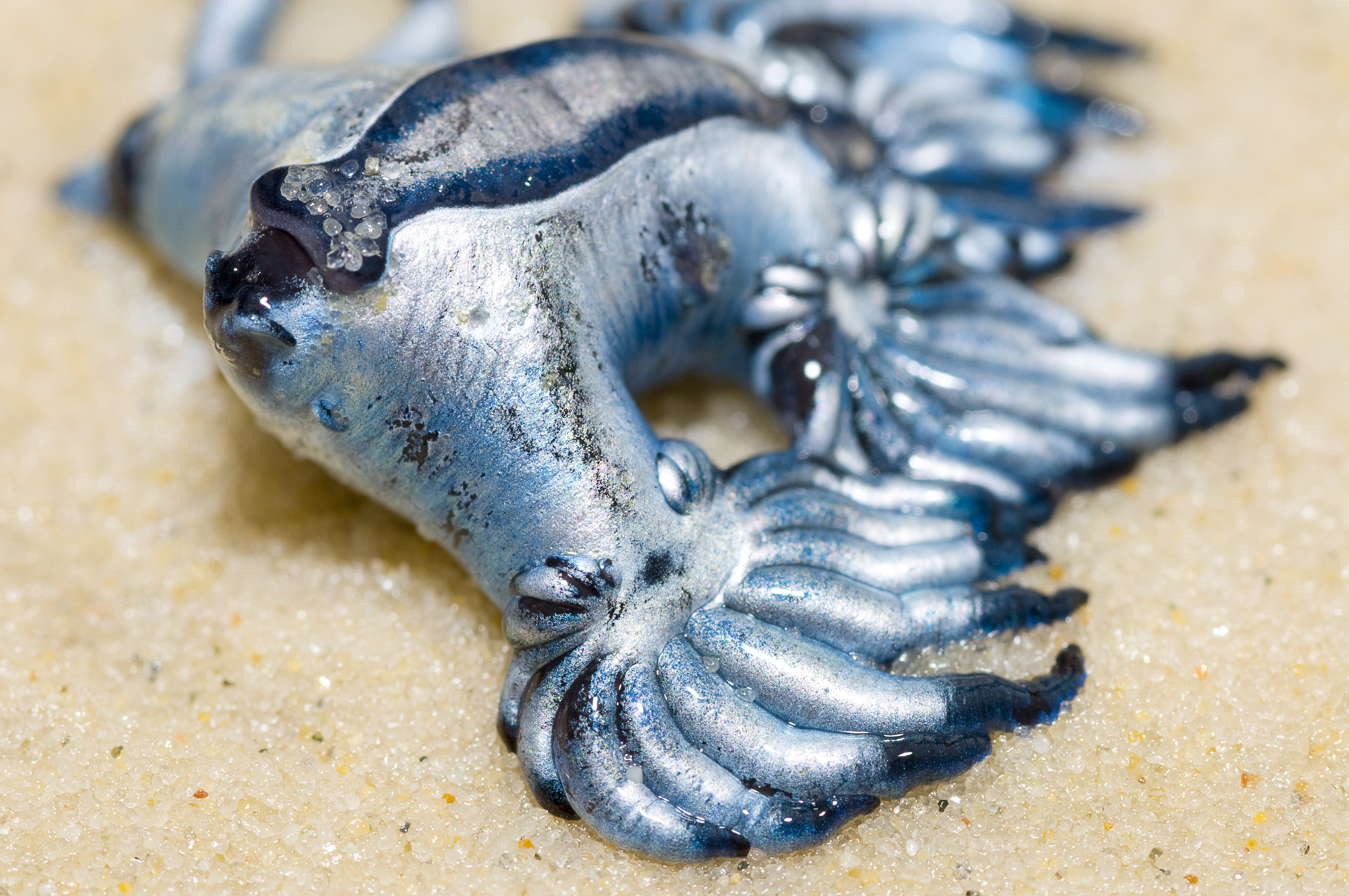 ¿Qué es el dragón azul, la especie por la que han cerrado playas a bañistas en España?