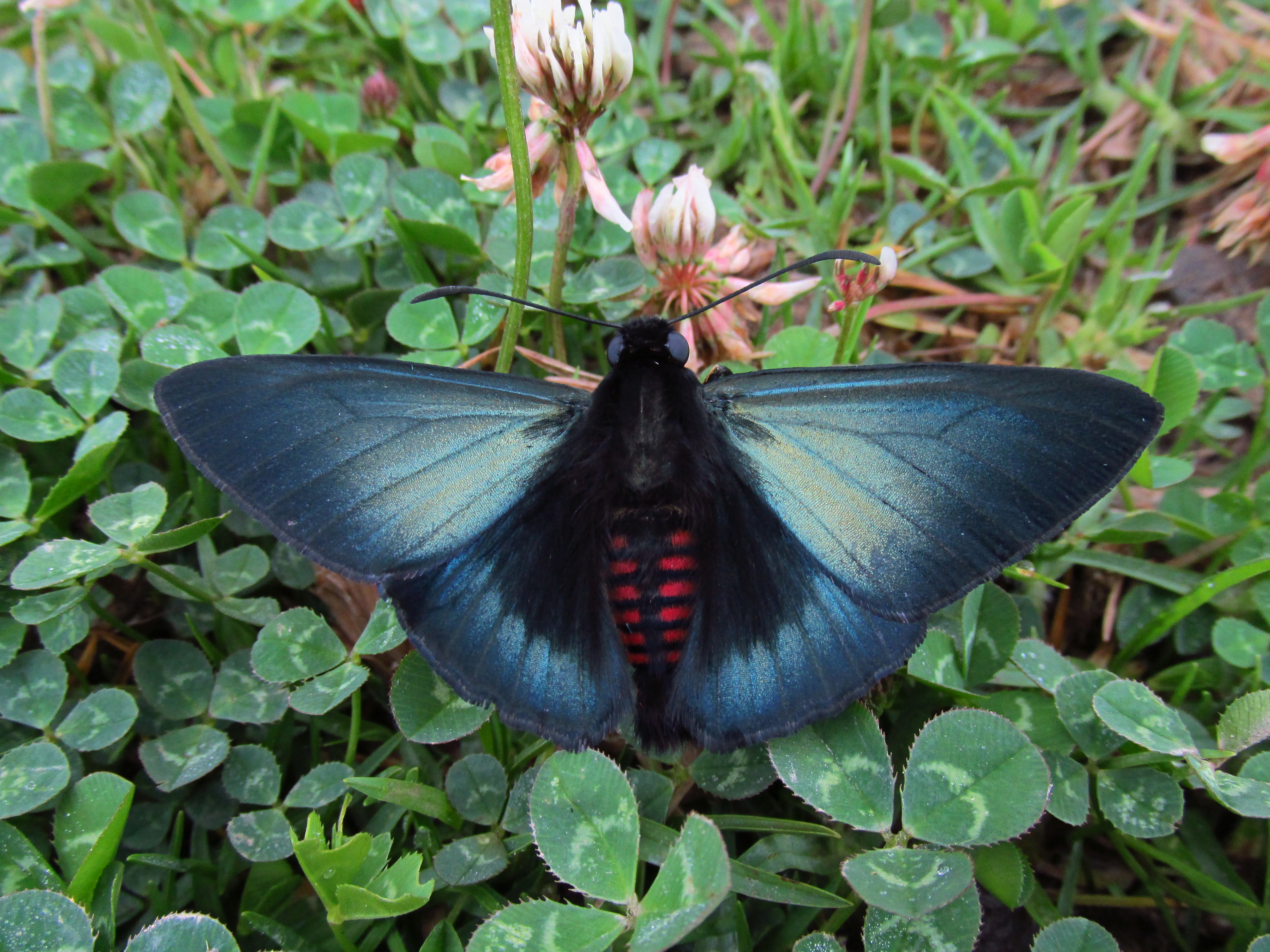 La especie Mimardaris aerata.