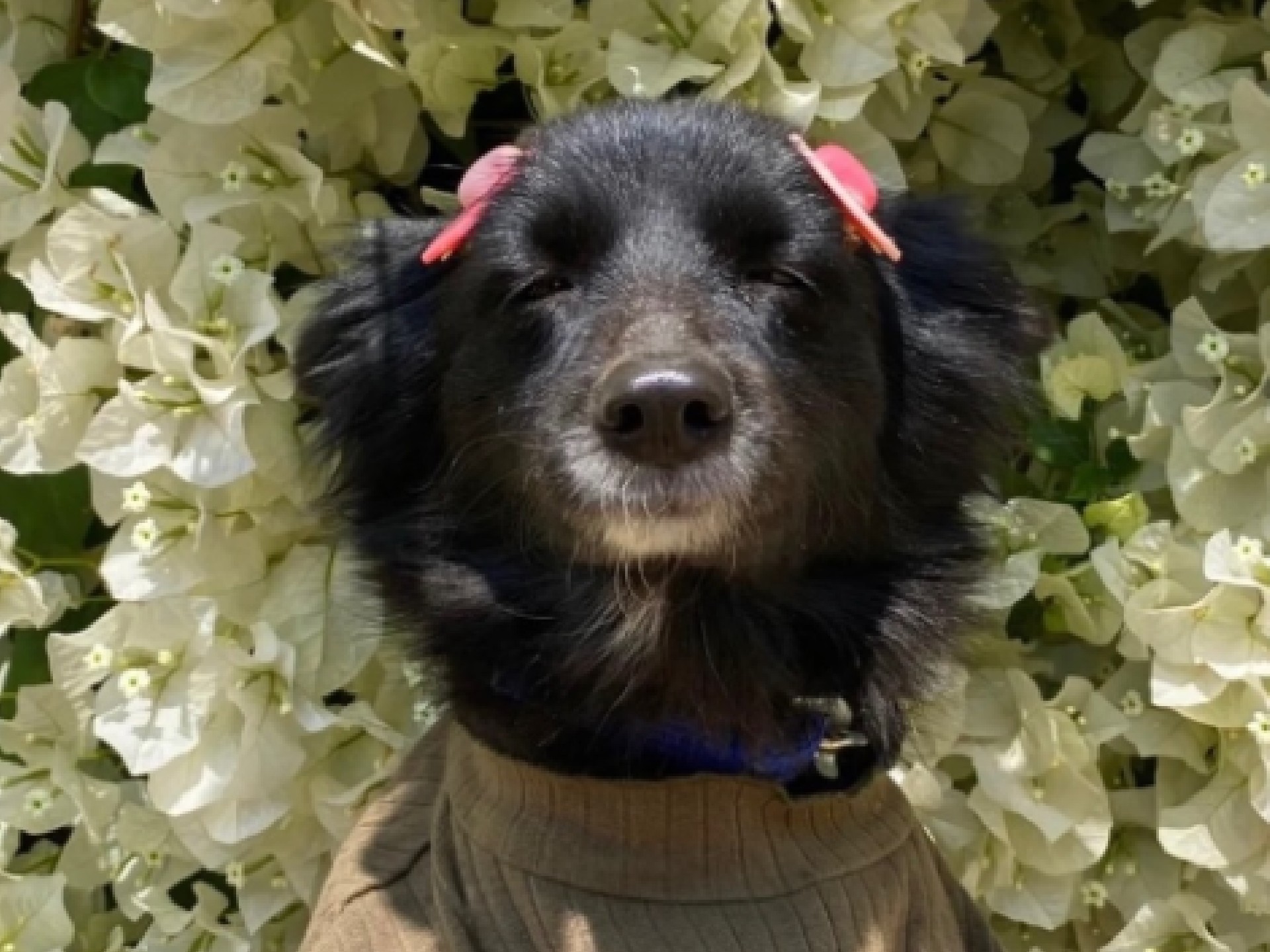 Ella es Kalli, la perrita viral que parece sonreír todo el tiempo y ama oler buganvillas