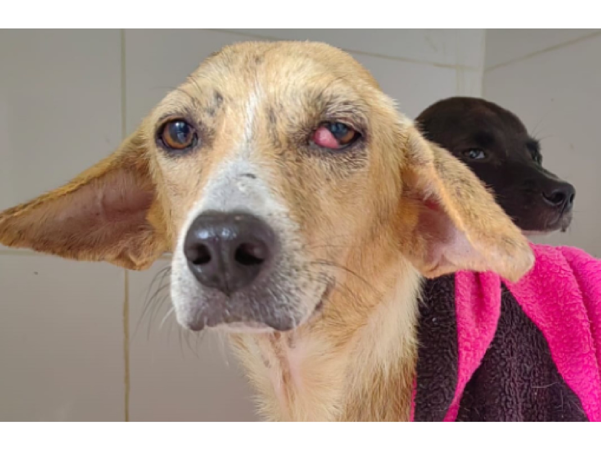 Así cambió la vida de Galleta en 25 días tras ser rescatada junto a otros perros
