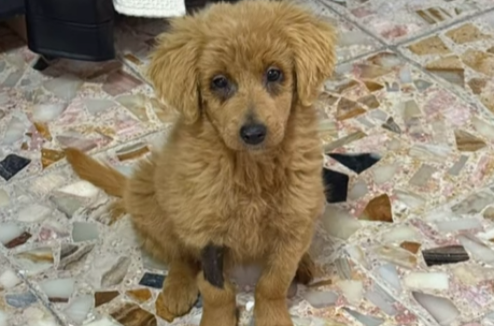 Perrita fue decolorada para venderla como golden retriever y ahora necesita ayuda