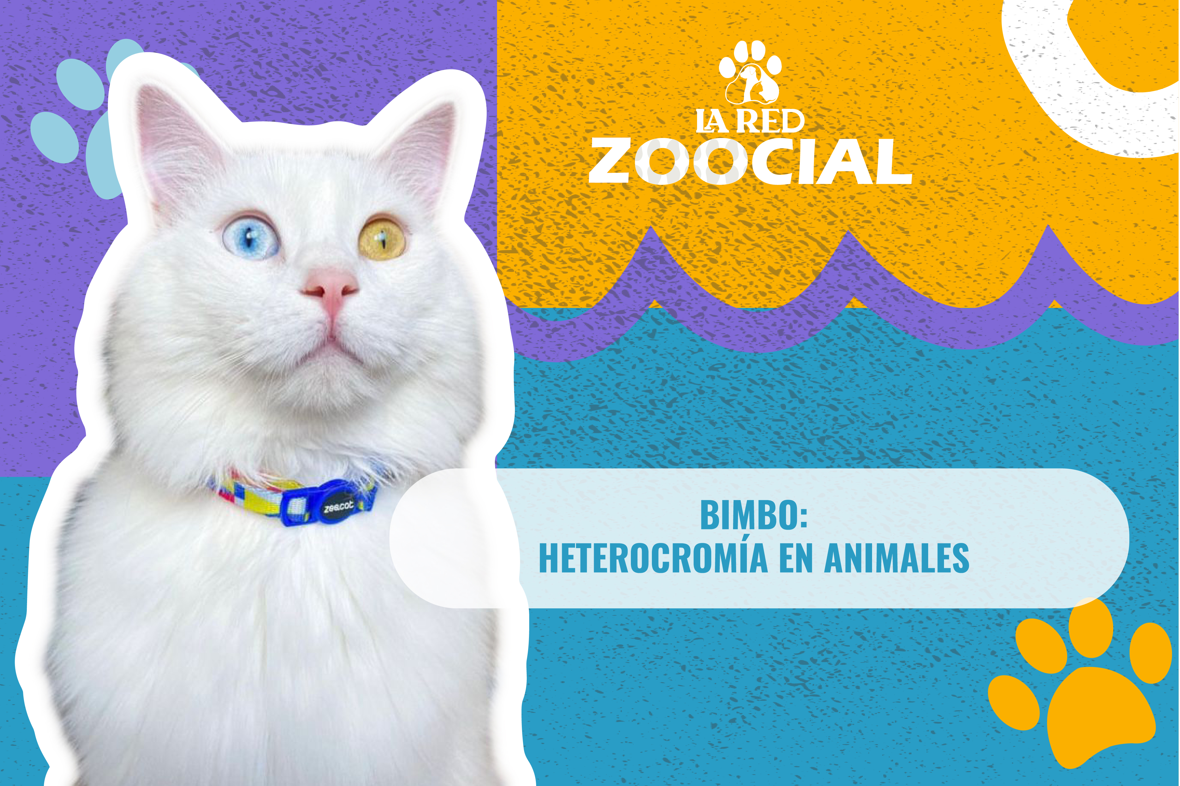 (Video) ¿Por qué se da la heterocromía en animales?