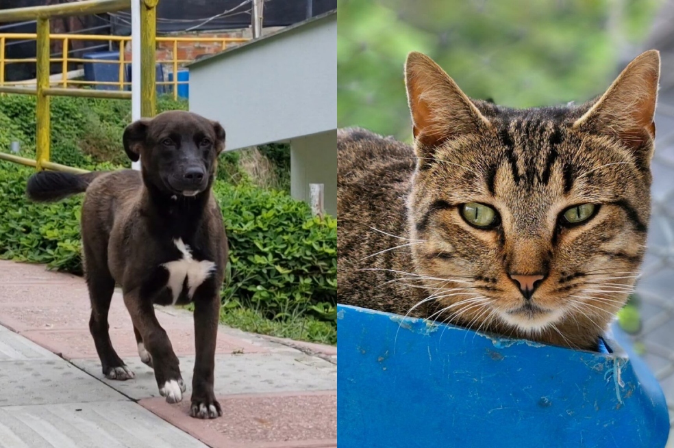 Estos dos animales, además de otros 400, están en la búsqueda de un hogar responsable en Manizales.