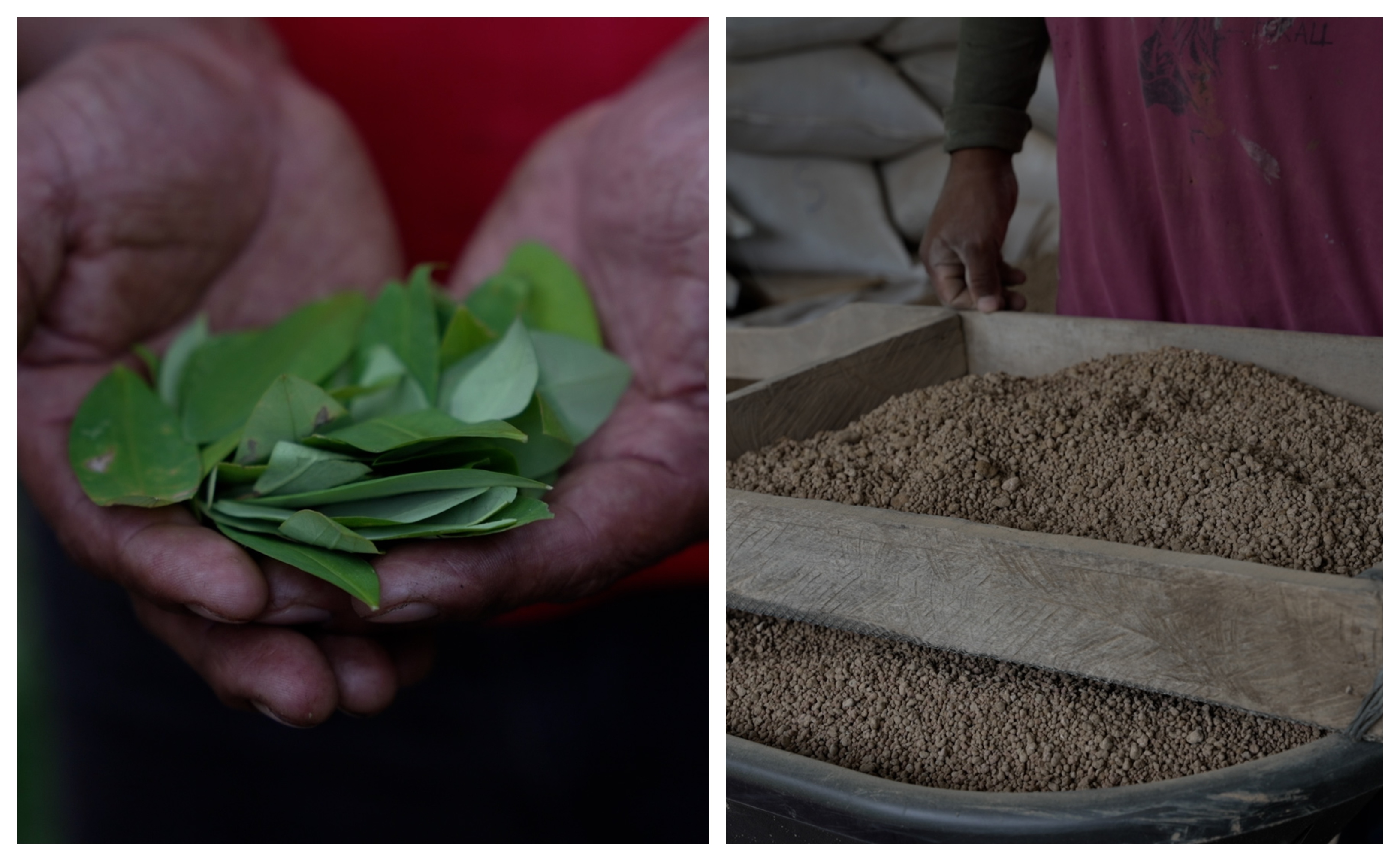 UNODC certificará destrucción de alcaloide de biofertilizante con hoja de coca