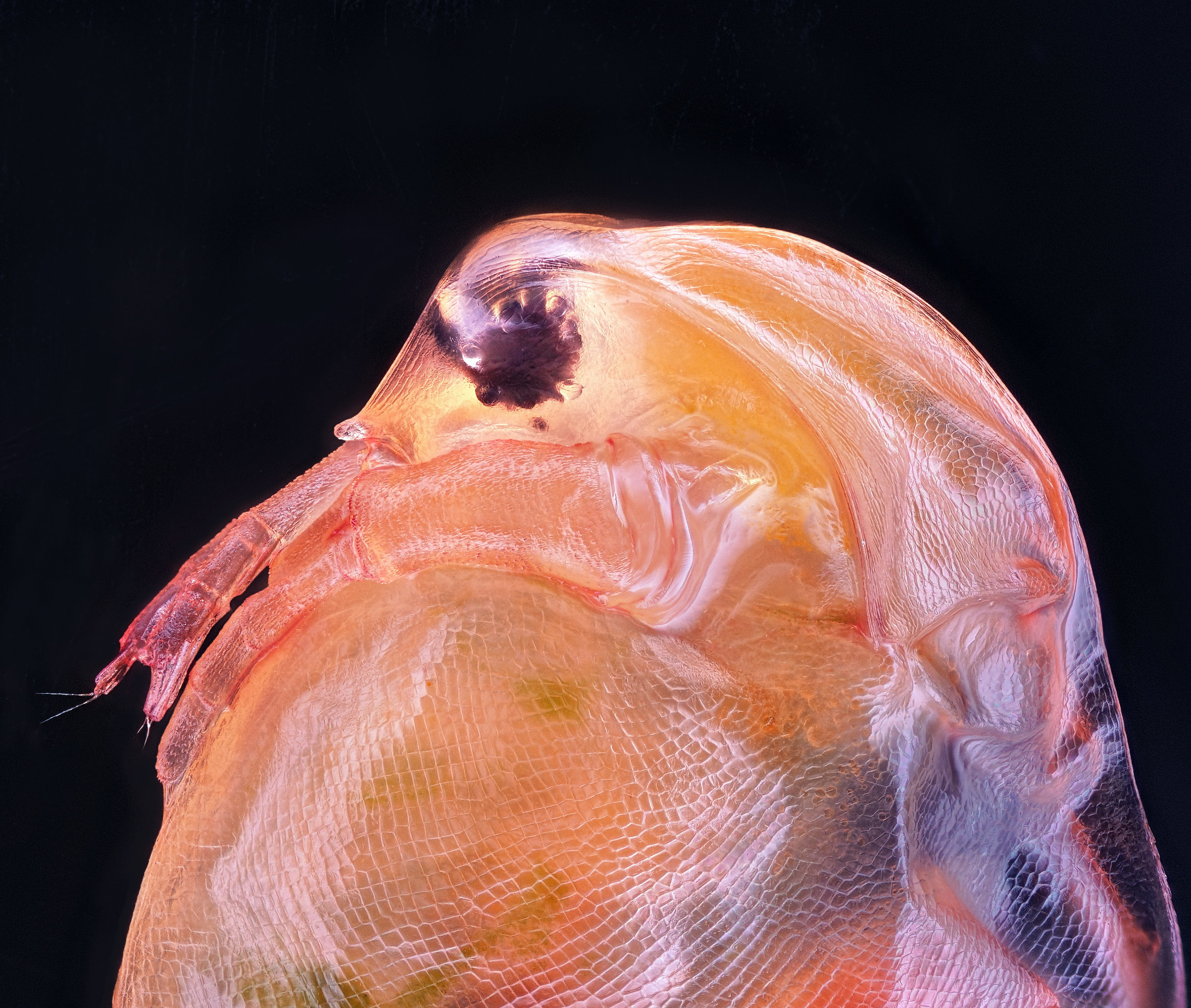 El décimo lugar se lo llevó la imagen de una Daphnia magna (Phyllopoda), un pequeño crustáceo que también se la conoce como pulga de agua.