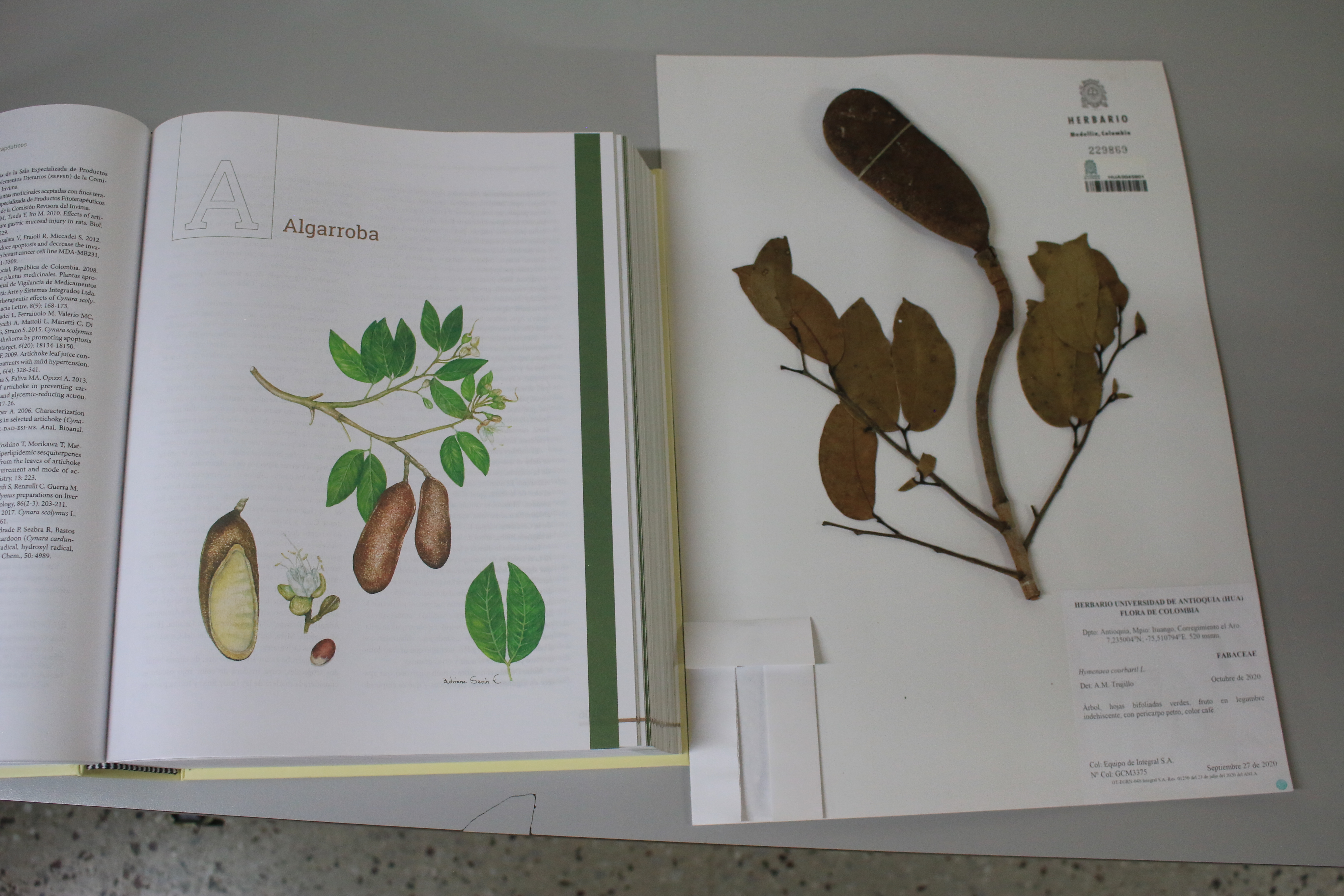 El libro tiene ilustraciones de las plantas. Entre ellas se encuentran el Kalanchoe, la
Calabaza, la Guaraná y el Achiote.