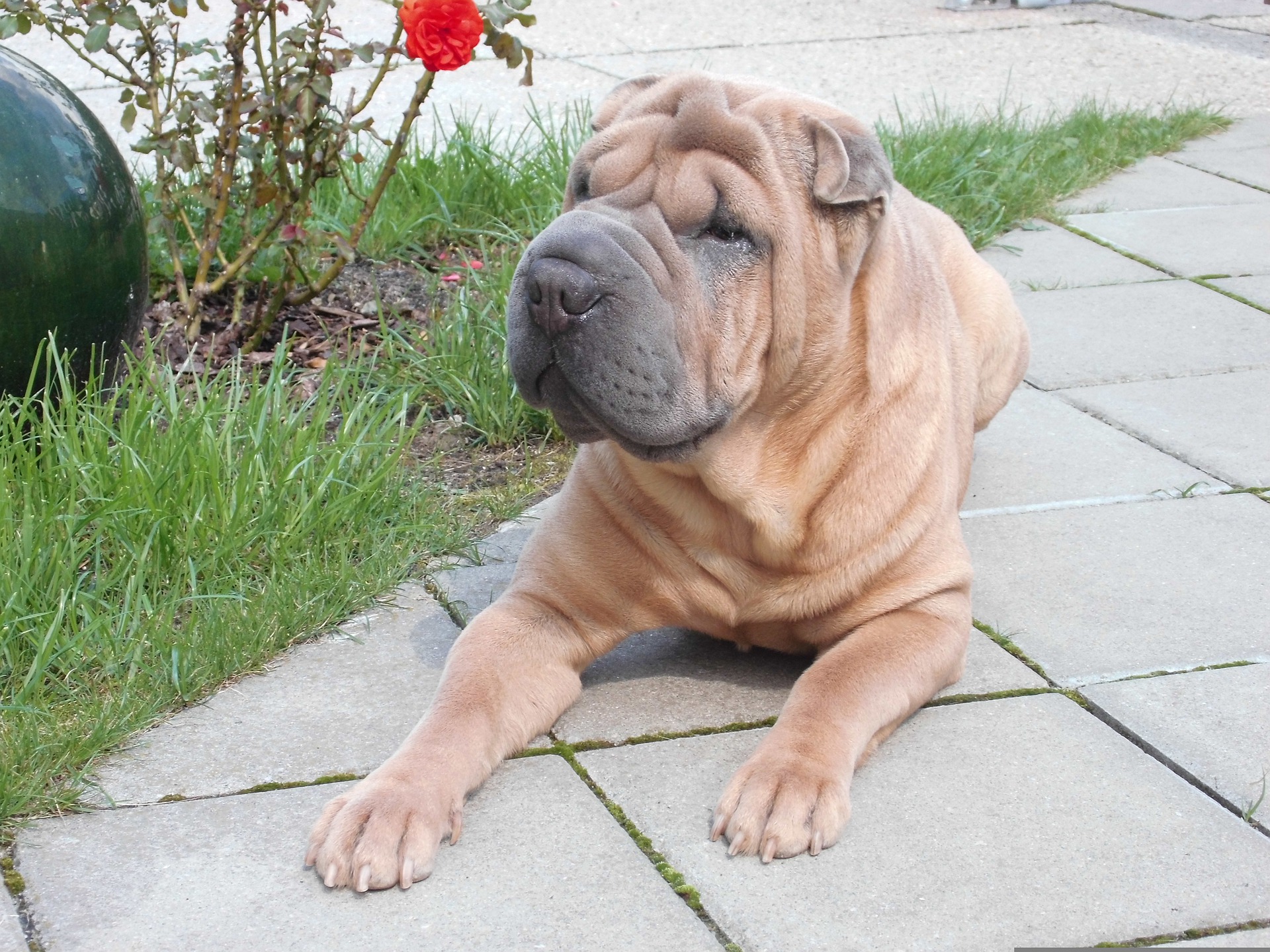 Shar Pei significa piel de arena en chino.