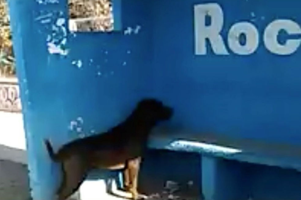 El insólito caso de un perro que lleva tres días mirando a la pared