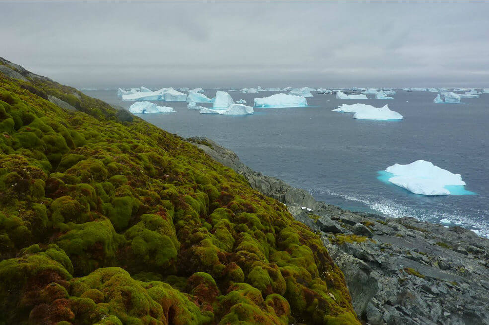 El cambio climático está volviendo la Antártica cada vez más verde, demuestran científicos
