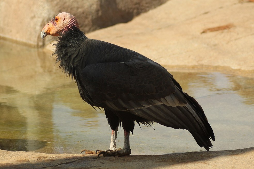 La titánica misión para devolver el cóndor de California a la naturaleza