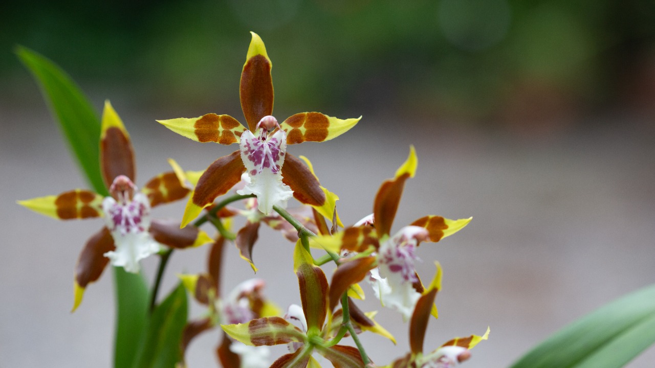 Exposición Nacional de Orquídeas regresa al Jardín Botánico de Bogotá