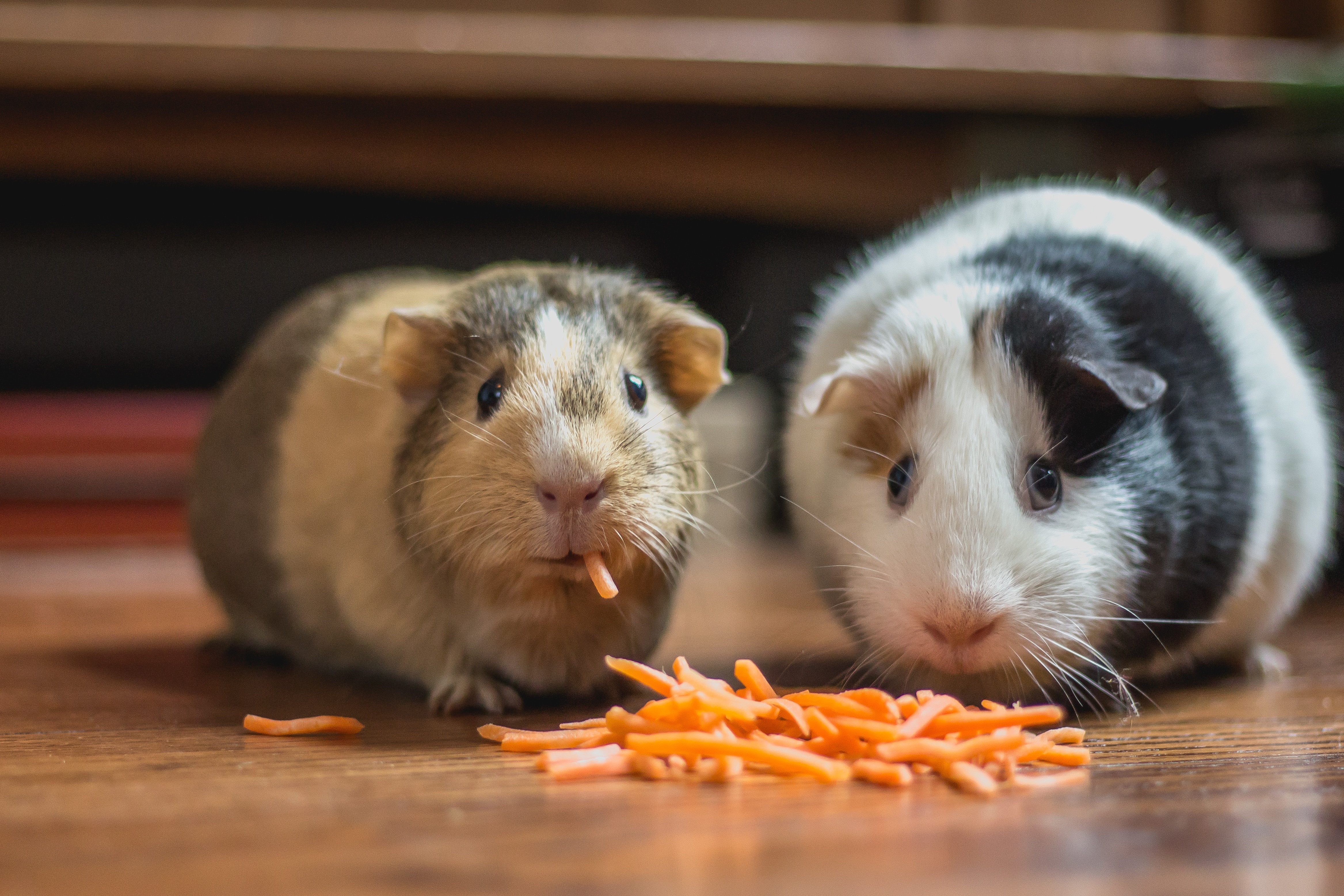 Casas para hámster ¿cómo debe ser el hogar de tu roedor mascota?