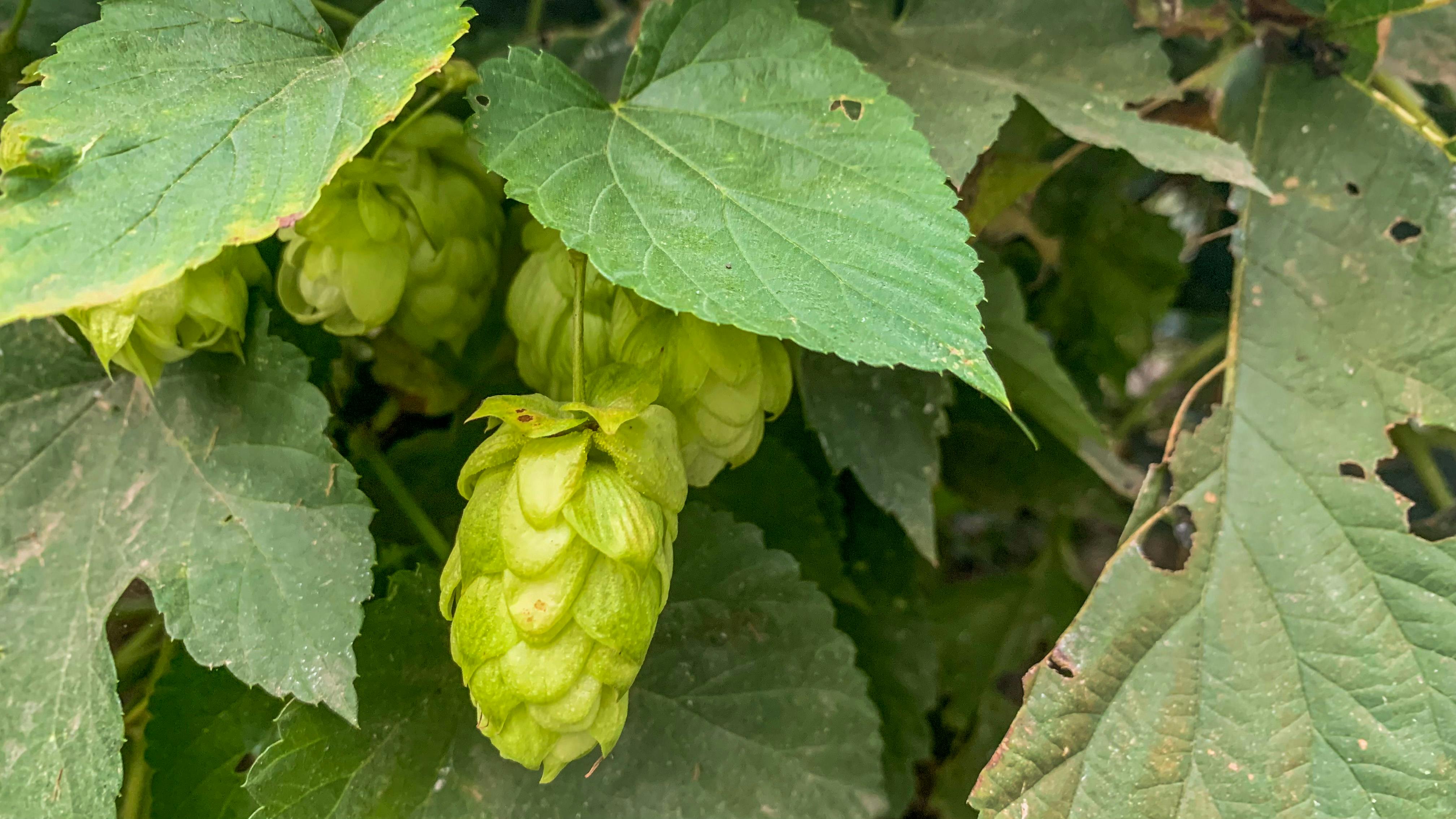 Lúpulo, la planta de la cerveza: para qué sirve y otros usos