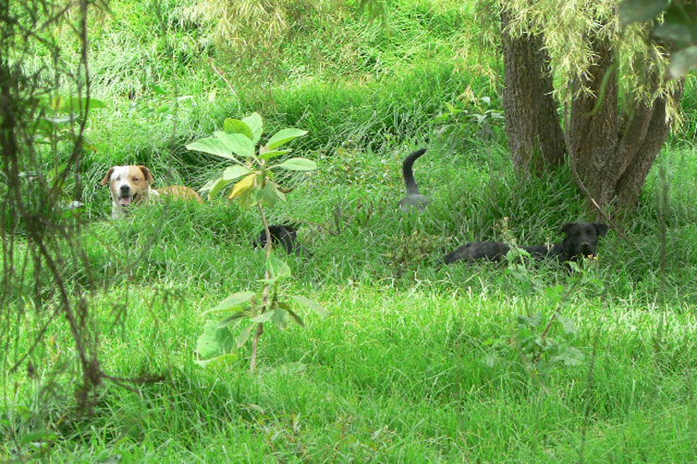 Jauría estudiada en La ConejeraAndrés Felipe García-Londoño/Fundación BioethosGarcía-Londoño explica que existen perros semi ferales en todos los humedales de Bogotá y en los cerros orientales de la ciudad. Pero este fenómeno también afecta el área protegida más importante para el abastecimiento de agua de la ciudad: el Parque Nacional Natural Chingaza, donde se pueden encontrar perros totalmente ferales. “Son extremadamente raros los casos de ataques a humanos. Pero estos perros pueden causar problemas de salud pública, ya que no tienen vacunas ni están desparasitados, por lo que pueden ser portadores de enfermedades”. Según él, el riesgo más grande de estos perros es a la fauna y flora de estos ecosistemas.