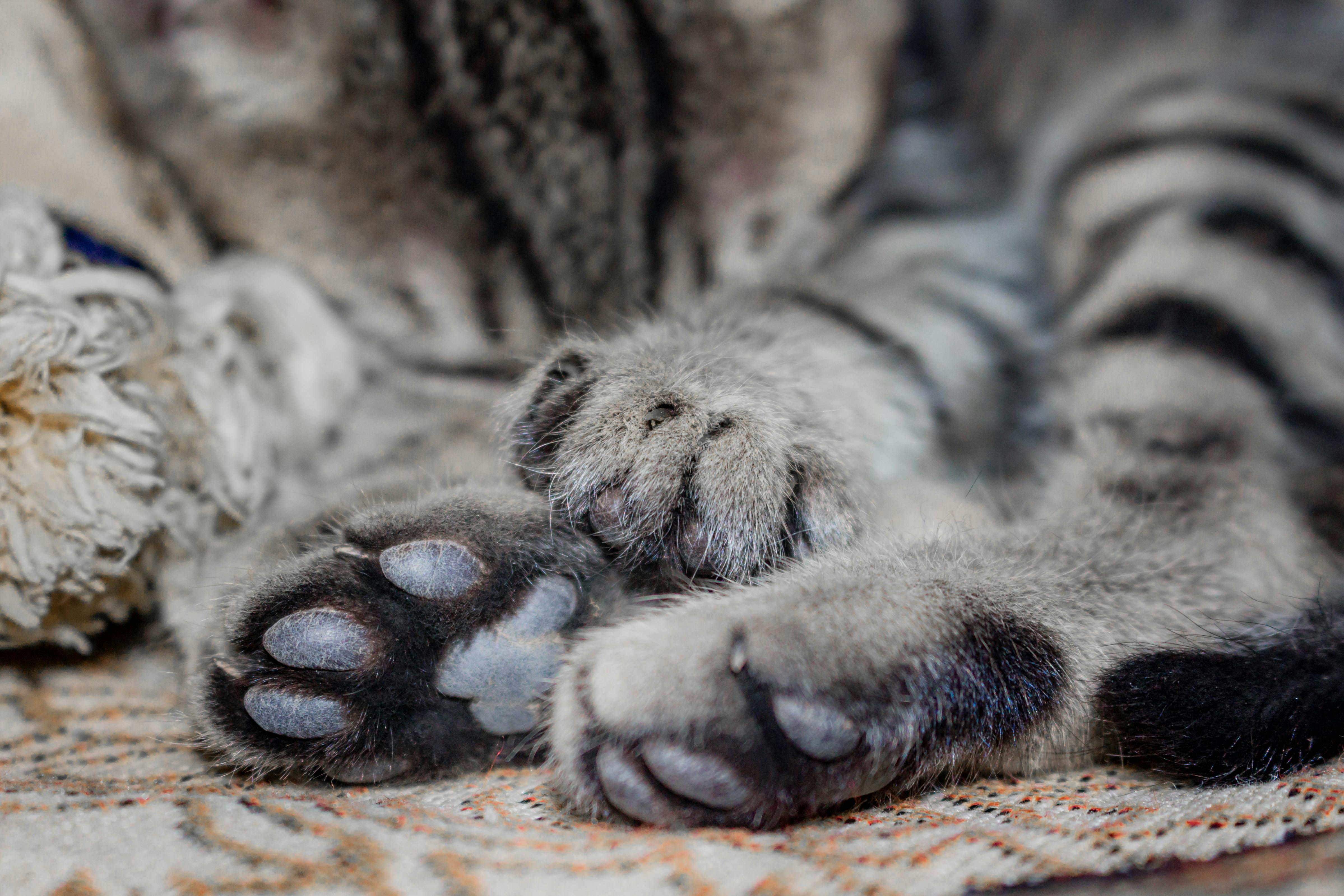 Hallan más de 130 gatos en una furgoneta en California: 28 murieron por el calor