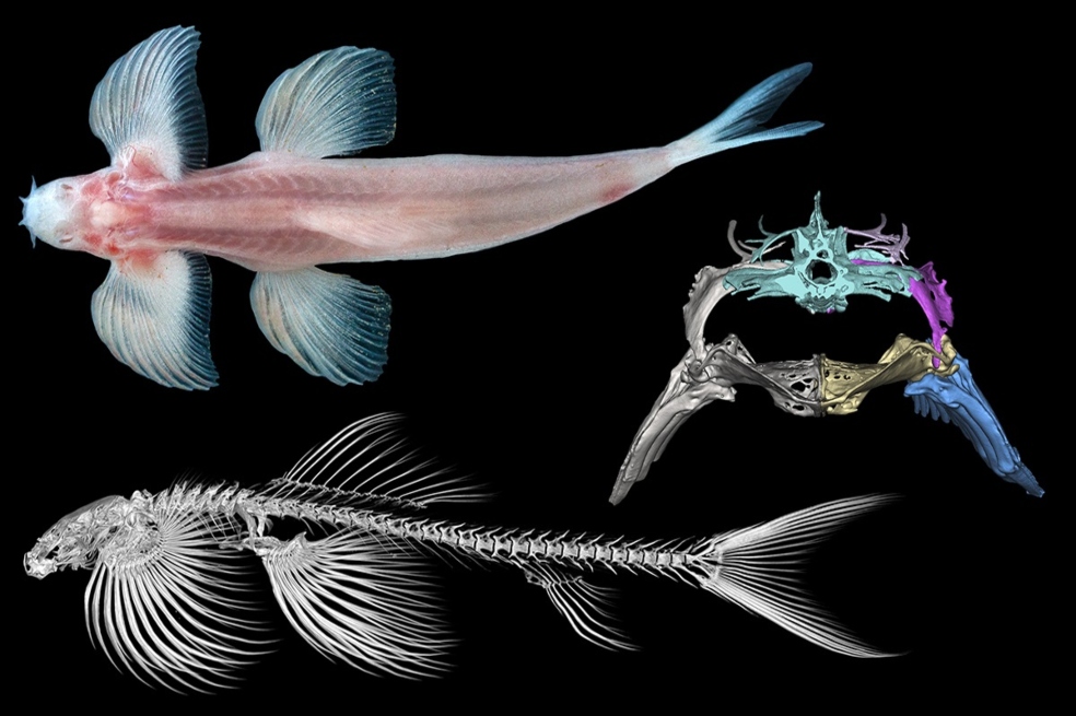 Estudio muestra que once especies de peces podrían ser capaces de caminar