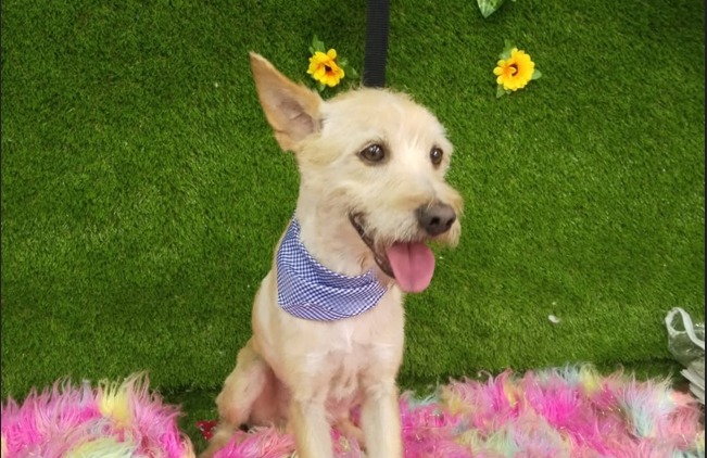 Fiestas de San Pedro tendrán su primer reinado canino: así puede participar su mascota