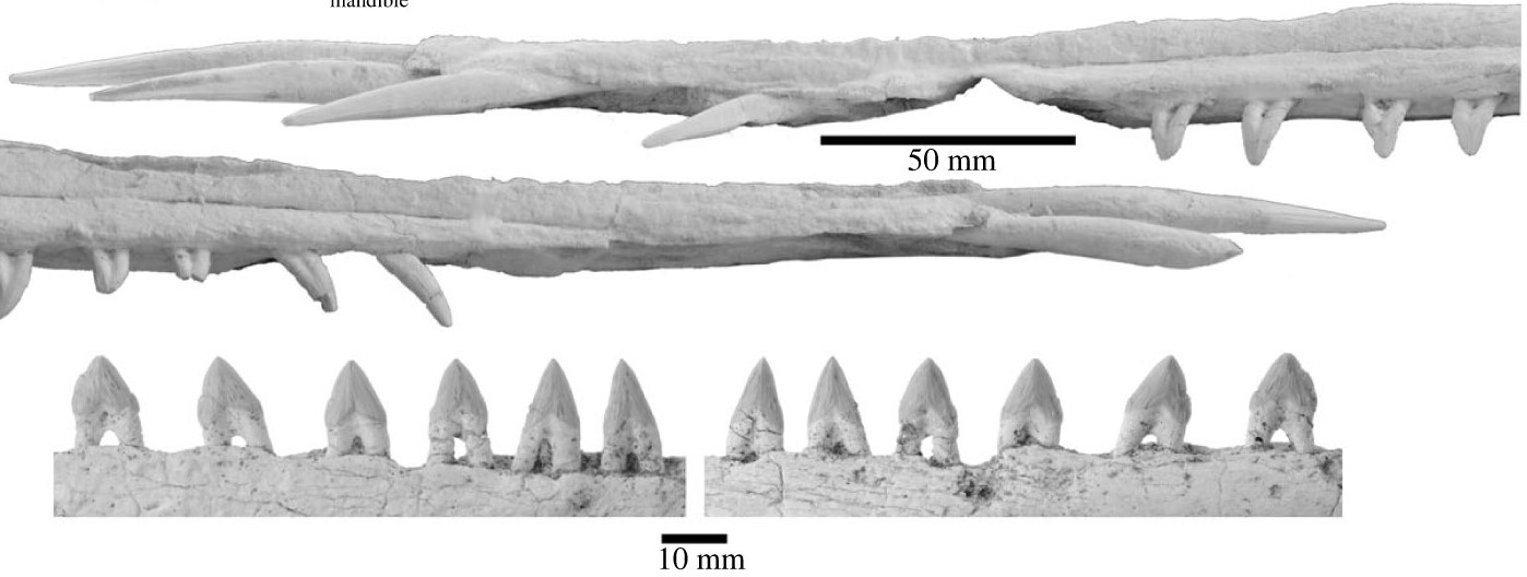 Con fósil que vivió hace 25 millones de años describieron nueva especie de delfín