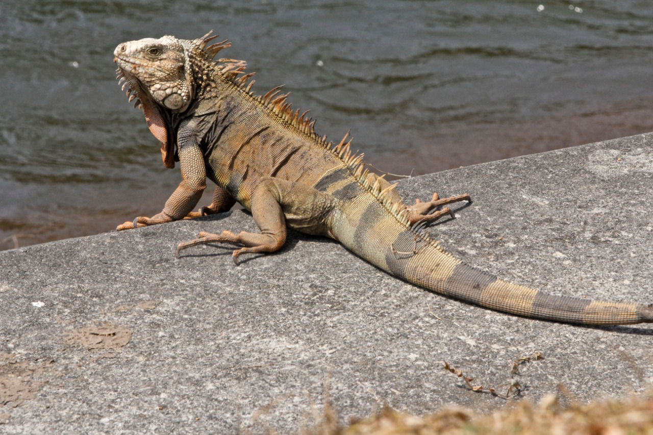 Alerta por iguanas que están apareciendo sin vida a orillas del río Medellín
