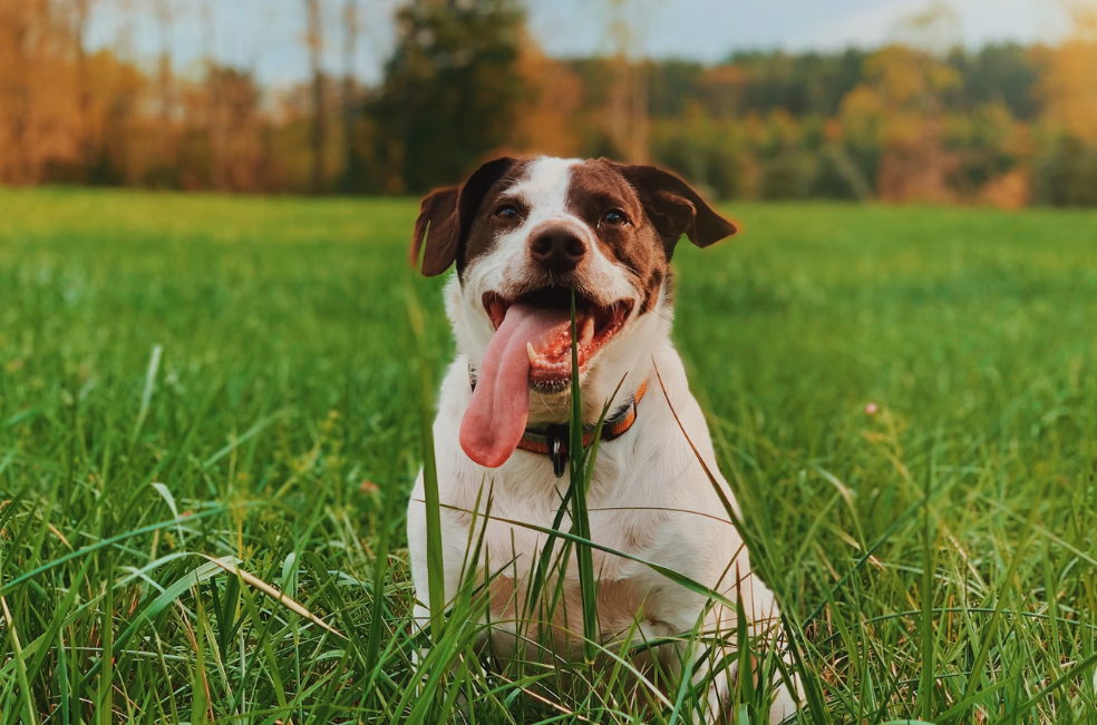 ¿Por qué mi perro come pasto?