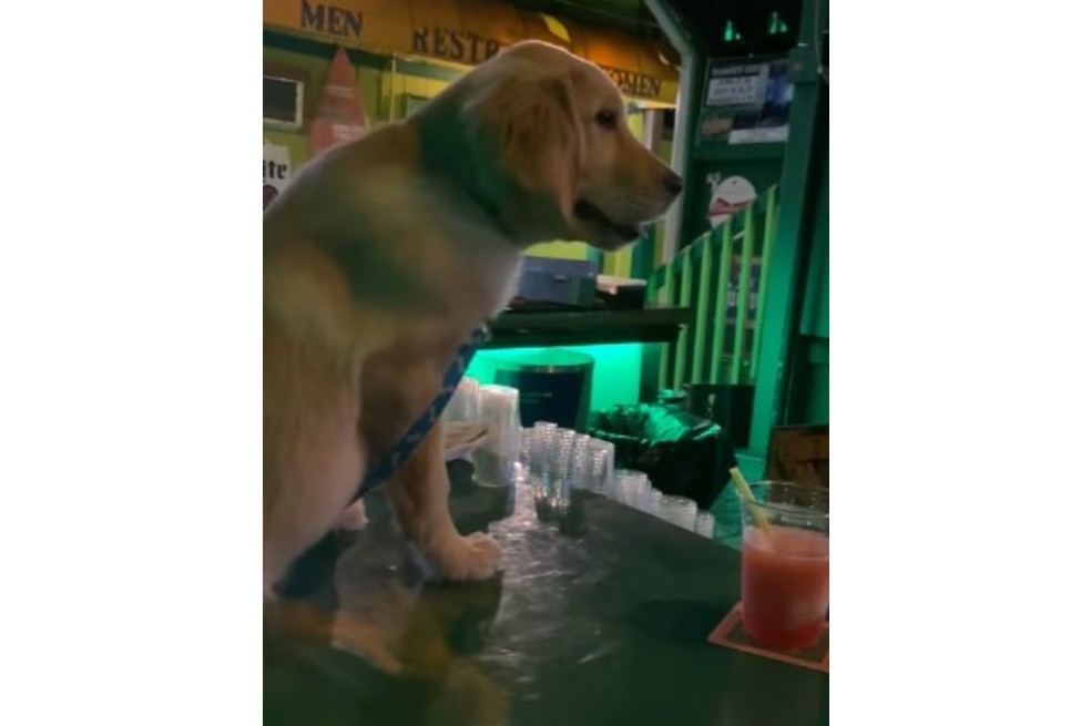 El cliente más tierno: cachorro conquista pidiendo “otra ronda” (video)