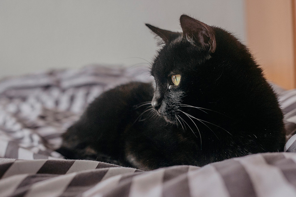 Suspenden adopción de gatos y perros en Pereira por alerta de rituales satánicos