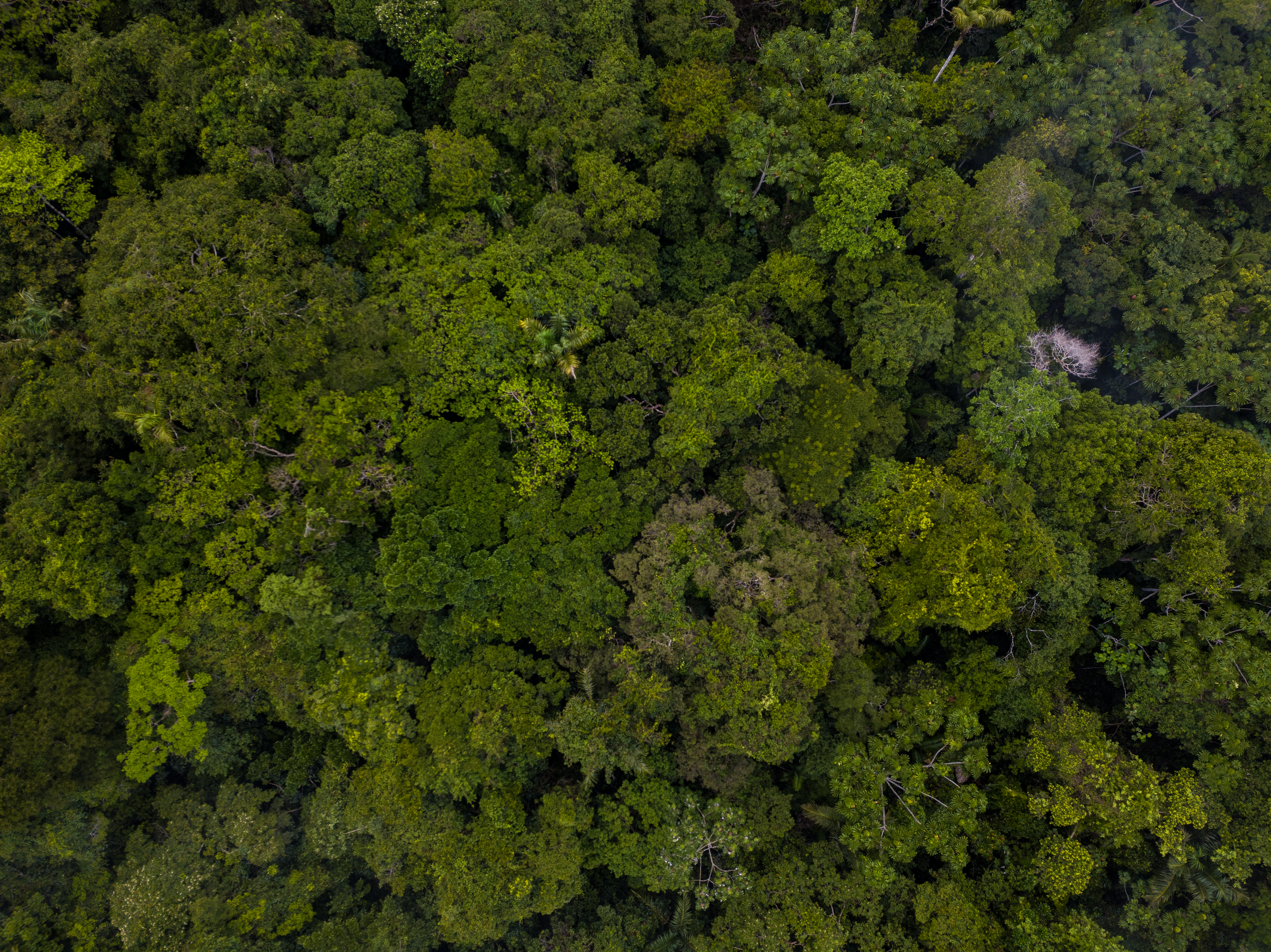 Vista aérea del dosel del bosque en la Amazonia colombiana. ©Luis Barreto/WWF UK